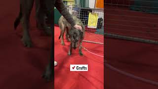 Irish wolfhound at Crufts 2023 [upl. by Sephira]