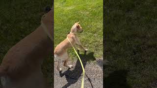 YELLOW LAB ENCOUNTERS A SPRINKLER yellowlab funnydogs huntingdog labrador 2024 shorts dogs [upl. by Natalina554]