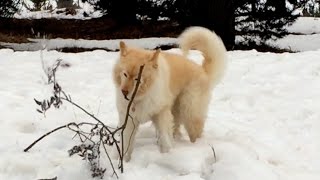 Jina Finnish lapphund in the snow France [upl. by Vod]