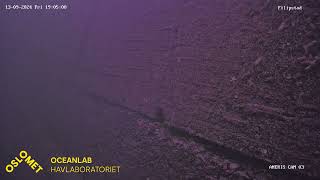 Live streaming OsloMet Oceanlab ANERIS low cost underwater camera observatory  Filipstad [upl. by Montagu]