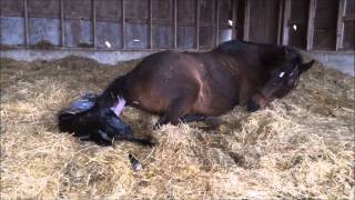 Mare giving birth to all Black stud colt [upl. by Hescock137]