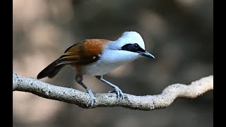 Whitecrested Laughingthrush 白冠噪鶥 [upl. by Anak]