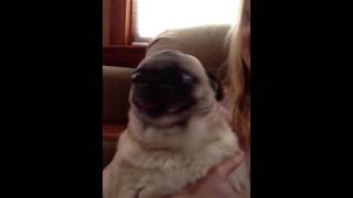 Screaming Drama Pug [upl. by Namaan870]