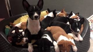 14 basenji puppies at Kingwanas Basenjis [upl. by Aifoz732]