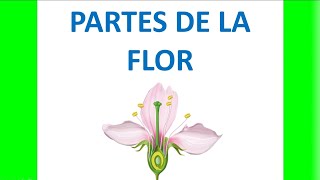 Morfología de la flor  Partes de la flor [upl. by Rednal]