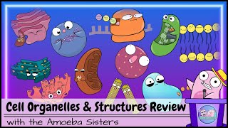 Cell Organelles and Structures Review [upl. by Corena]