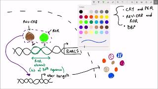 What makes the circadian clock tick [upl. by Korten]