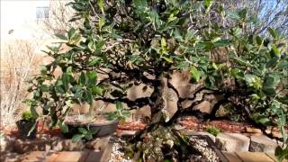 California Live Black Oak 2017 bonsai tree [upl. by Gilberte452]