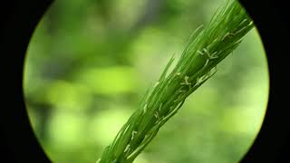 Elymus curvatus Awnless Wild Rye [upl. by Myrtle]