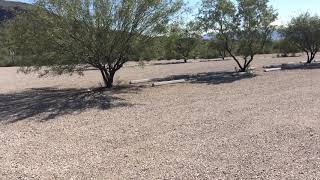 Sabino Canyon overflow parking lot opens [upl. by Pell]