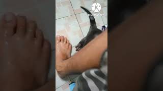 BerangBerang Linsang Otter berenang di Kamar mandi [upl. by Jean922]