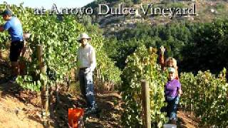 Nubile Maidens Assist with Grape Harvest amp Stomp at Arroyo Dulce Vineyard [upl. by Attelrak]