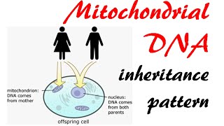 Mitochondrial DNA inheritance pattern [upl. by Anar538]