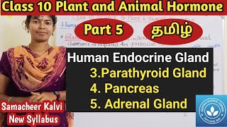 Parathyroid Gland Pancreas and Adrenal Gland Class 10 Science Unit 16 Plant and Animal Hormone [upl. by Aneertak]