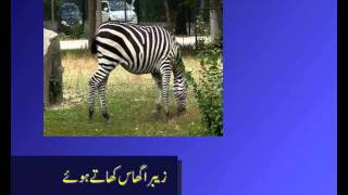 herbivores carnivores omnivores in urdu [upl. by Vassaux]