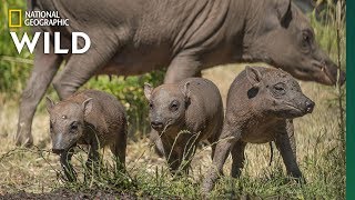 Extremely Rare Pig Births Even Rarer Triplets  Nat Geo Wild [upl. by Atiuqahc]