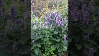 Anise Hyssop [upl. by Buzz]