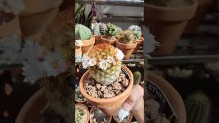 Blooming Mammillaria Carmenae feather cactus 🌸  bikolanahardinera shortvideo cactus flowers [upl. by Yaja]