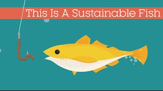 This Is A Sustainable Fish [upl. by Chen]