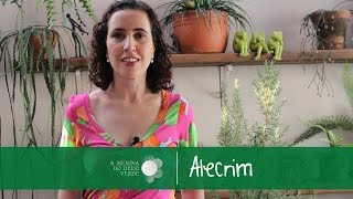 Como Cultivar Alecrim [upl. by Pedro]