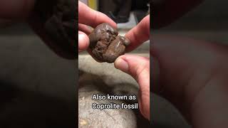 Coprolite fossil  Short 13 [upl. by Gow901]