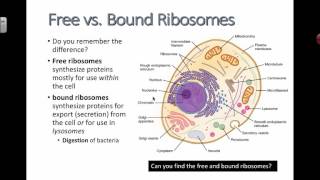 Free vs Bound Ribosomes 2016 IB Biology [upl. by Airamesor312]