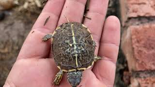 Finding a baby box turtle [upl. by Jayme339]