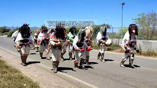 Semana Santa Yoreme Mayo judíos de San Miguel Zapotitlán [upl. by Canter]