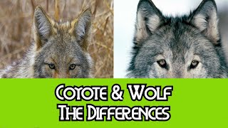 Coyote amp Wolf  The Differences [upl. by Aneetak207]