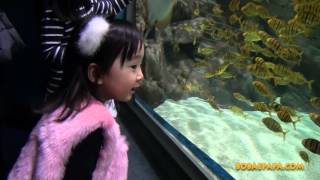 Lotte World Aquarium  bobaepapa [upl. by Ellenet]