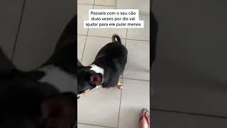 COMO ENSINAR O SEU CÃO A NÃO FICAR PULANDO Shorts [upl. by Niuqram]