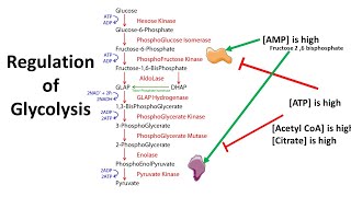 Regulation of Glycolysis  allosteric and transcriptional control [upl. by Aley]