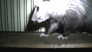 Possum eats mouse [upl. by Nosinned]