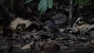 Snowybrowed Flycatcher Ficedula hyperythra Mt Kerinci Sumatra Indonesia 27 July 2024 99 [upl. by Sutsugua]