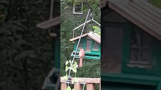 Papa cardinal ♥️ matthew626 cardinal birdfeeder godscreation birdwatching [upl. by Eidoow]