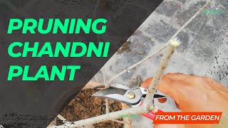 How To Prune Chandni Plant  Crape JasminePinwheel Flower Pruning  From The Garden [upl. by Yrek257]