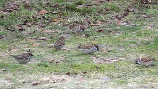 Eurasian tree sparrows and house sparrows feeding together [upl. by Subocaj402]