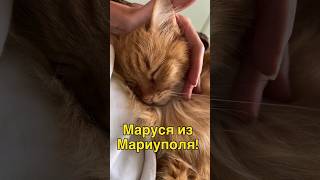 данапротасова мариуполь спасениеживотных котыдонбасса маруся Mariupol Donbass Katzen [upl. by Airdnat]