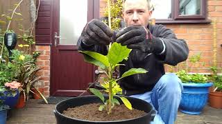 Planting Brugmansia and Brassaiopsis mitis [upl. by Yessak687]