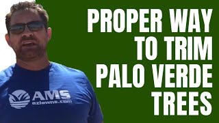 Proper Way to Trim Palo Verde Tree [upl. by Shanley]