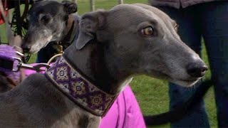 Ex Racing Greyhounds as pets [upl. by Harve478]