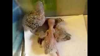 Baby Budgies 10 Days  2 Weeks Old [upl. by Lehar733]