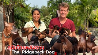 สุนัขไทยหลังอาน สุนัขพันธุ์ไทยแท้ ฉลาด ซื่อสัตย์ รักเจ้าของThai Ridgeback Dogพี่สุกัลญา จนครสวรรค์ [upl. by Jacquie]