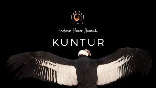 KUNTUR  Andean Power Animals  KAY [upl. by Keir671]