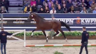 Young Dutch Warmblood Dressage stallions at KWPN stallion show 2023 [upl. by Carlynn]