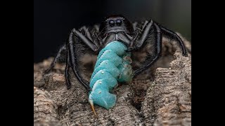 Hyllus giganteus GIANT JUMPING SPIDERS 😊 [upl. by Nairbal]