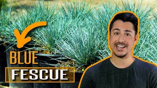 How to use Blue Fescue Festuca glauca in your garden [upl. by Analaj145]