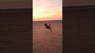 Beau on Formby Beach ⛱️ Beach Formby Sunset UK PlacesToVisitUK CuteDog Views DogVideo Dog [upl. by Ahsenot168]