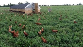 How We Move 1000 Hens To Fresh Pasture Every Day [upl. by Aihsad167]