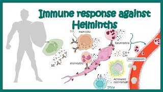 Immune response against worms helminths [upl. by Anitsyrc]